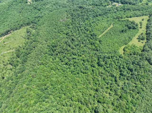 a view of a lush green forest