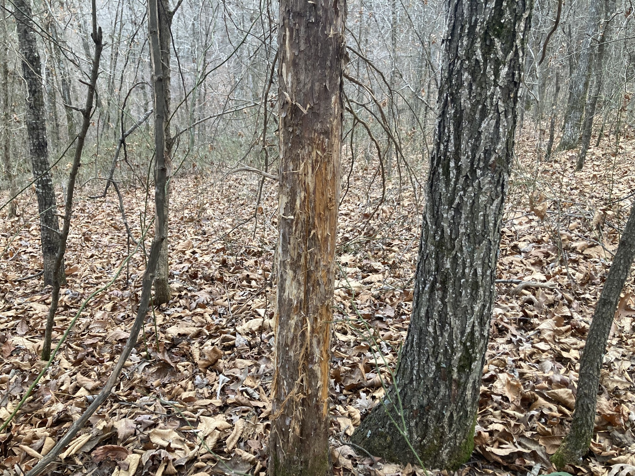 366 Ridge Road Westpoint, TN 38486 - Photo 29 of 35 view of a yard