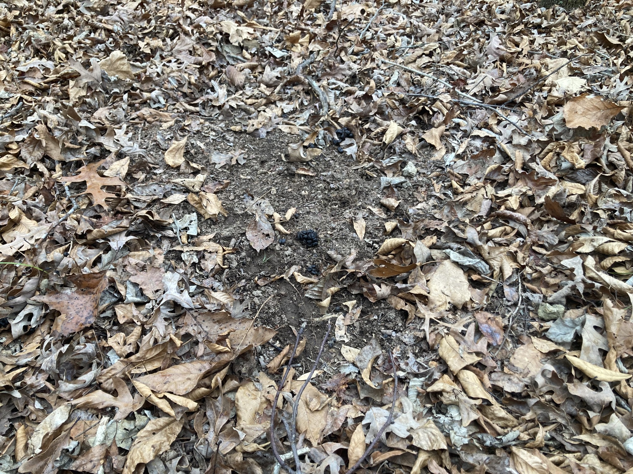 366 Ridge Road Westpoint, TN 38486 - Photo 30 of 35