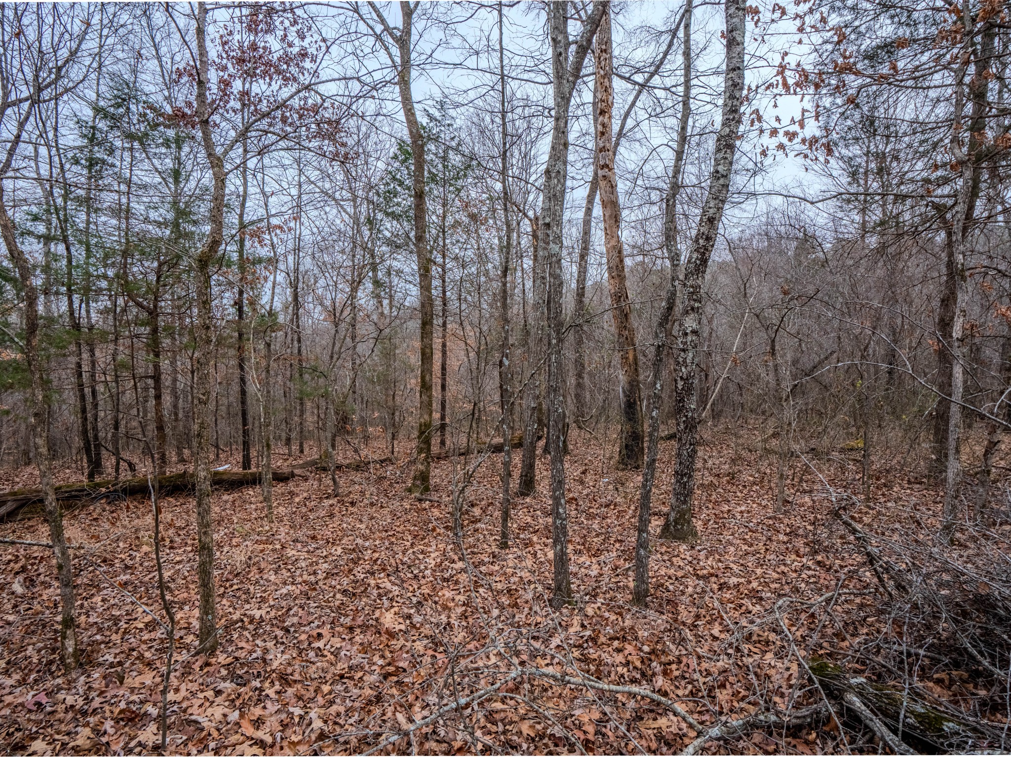 366 Ridge Road Westpoint, TN 38486 - Photo 3 of 35 a view of a yard with large trees