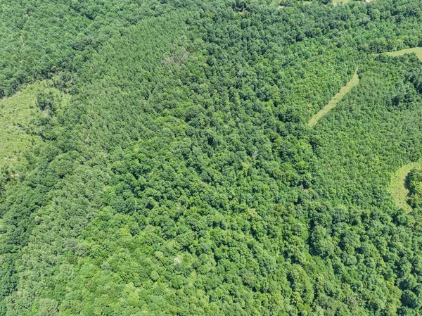 a view of a lush green forest