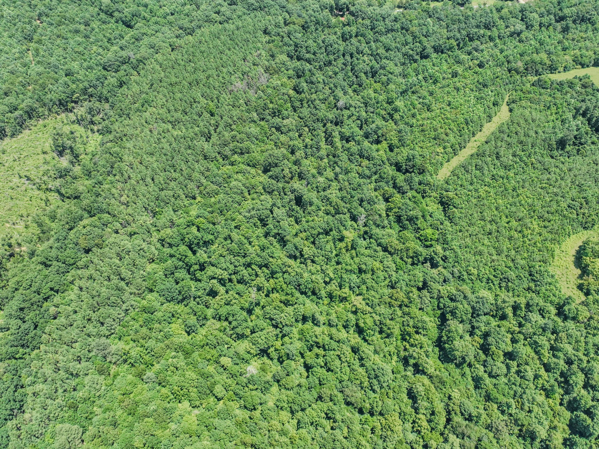 366 Ridge Road Westpoint, TN 38486 - Photo 33 of 35 a view of a lush green forest