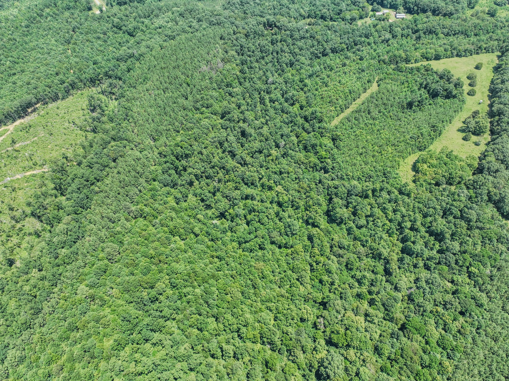 366 Ridge Road Westpoint, TN 38486 - Photo 34 of 35 a view of a lush green forest