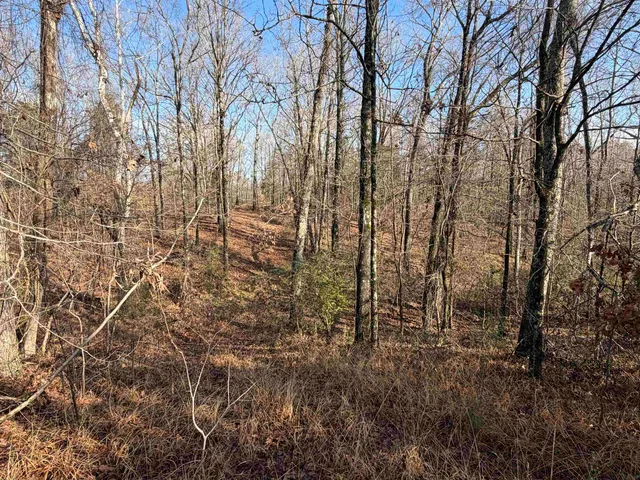 a view of a yard with a tree
