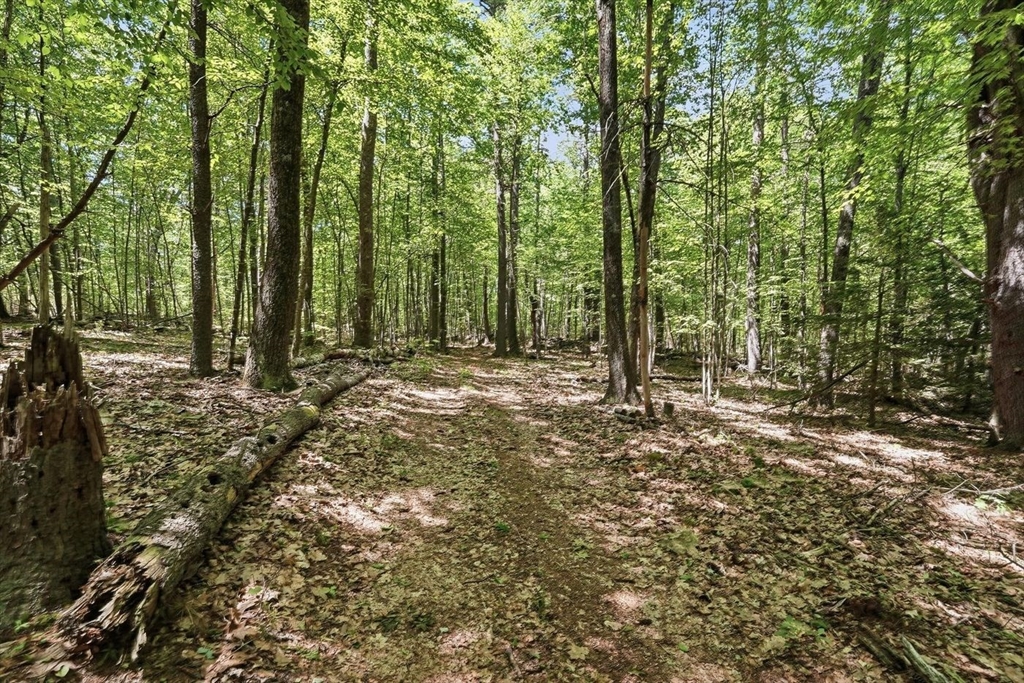0 Carter Pond Road Petersham, MA 01366 - Photo 8 of 18