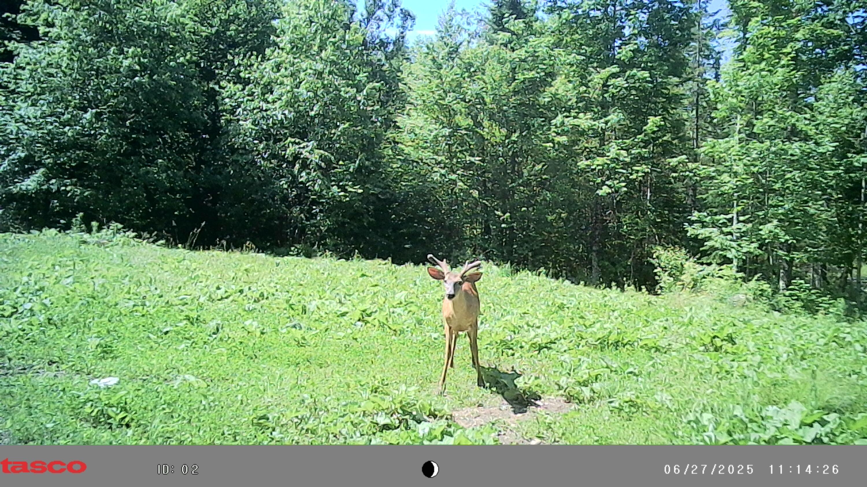 1295 Calais Road Hodgdon, ME 04730 - Photo 21 of 28 IMAG0173