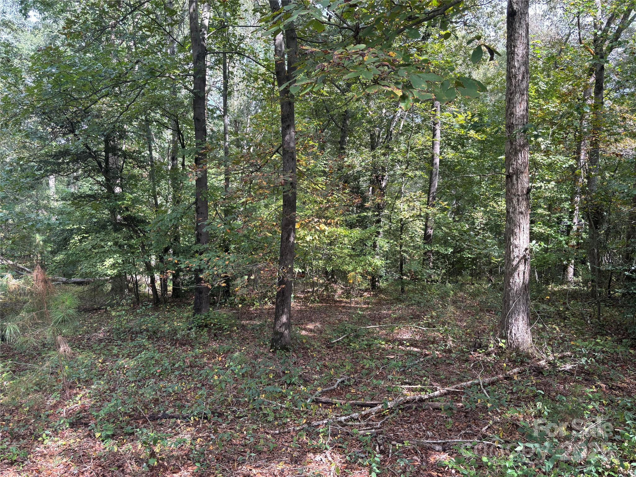 0 Barbee Road Shelby, NC 28150 - Photo 5 of 7 a view of a forest