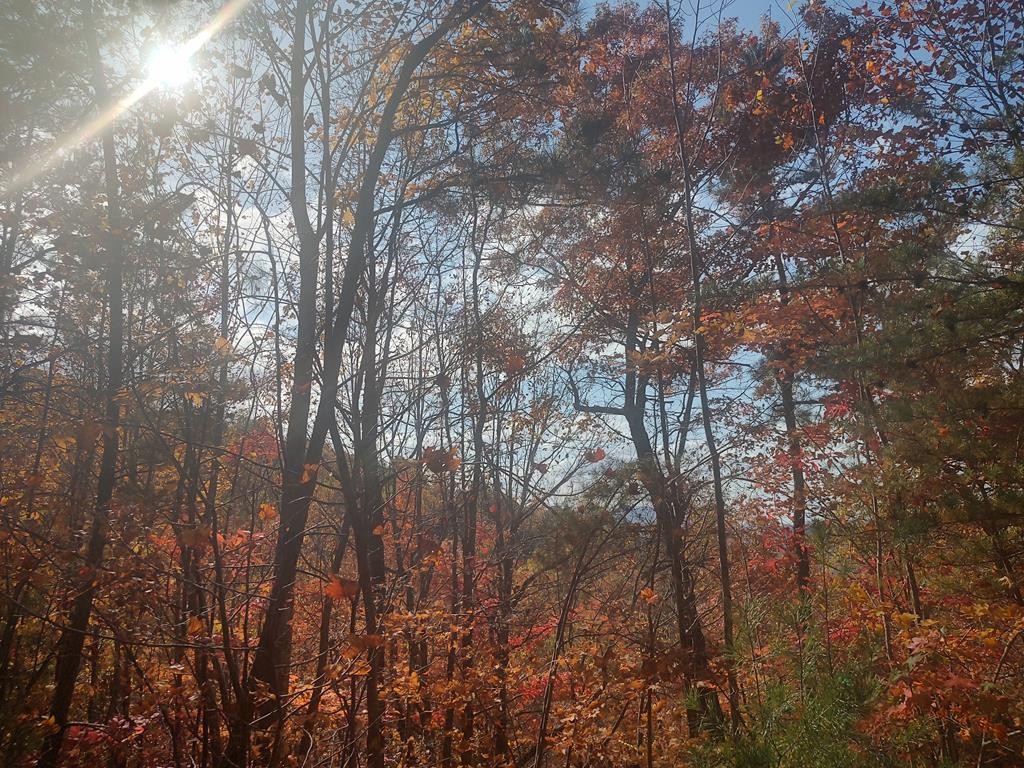 0 Green Forest Road Cosby, TN 37722 - Photo 2 of 35