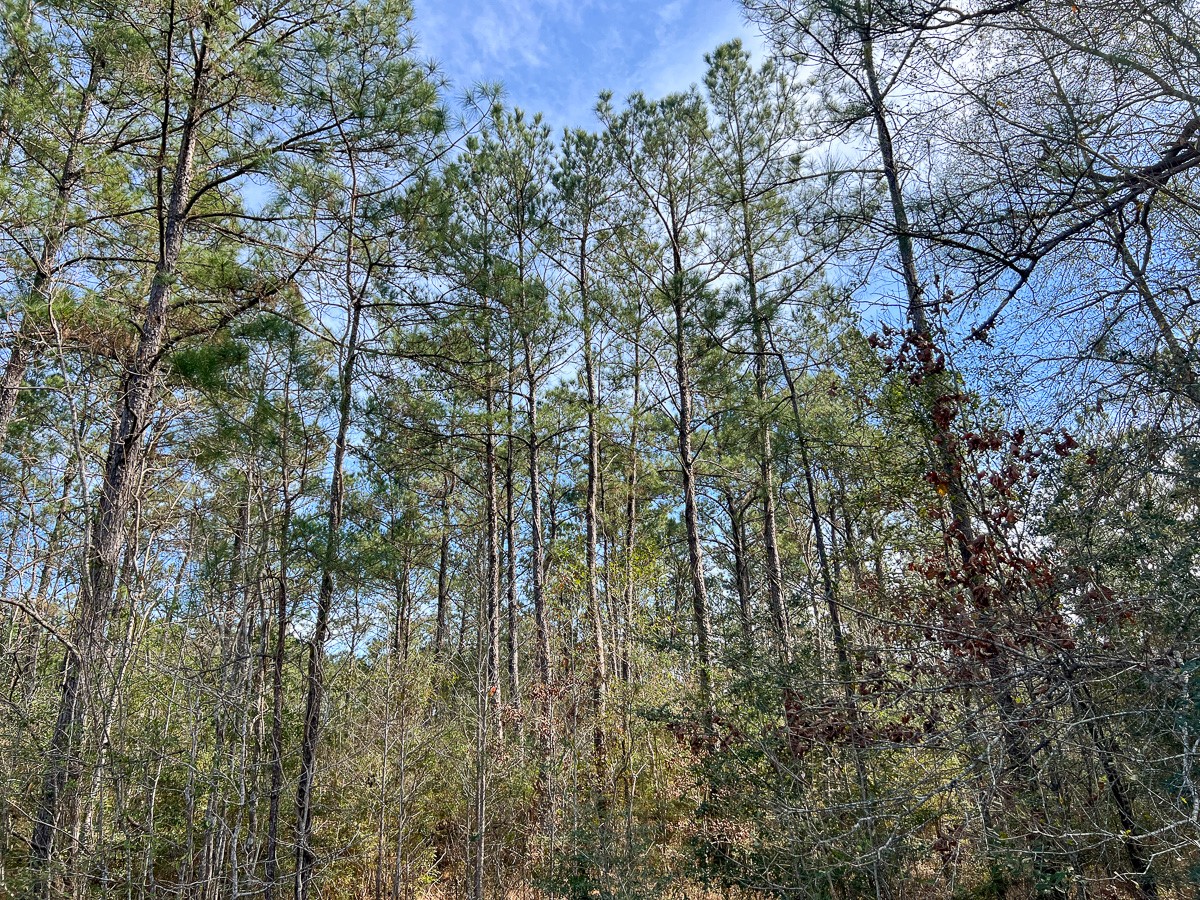 T-1 T-1 Zavalla Road Orange, TX 77632 - Photo 2 of 9