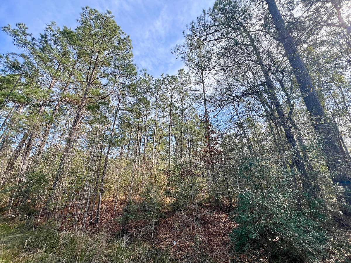 T-1 T-1 Zavalla Road Orange, TX 77632 - Photo 3 of 9 a view of forest