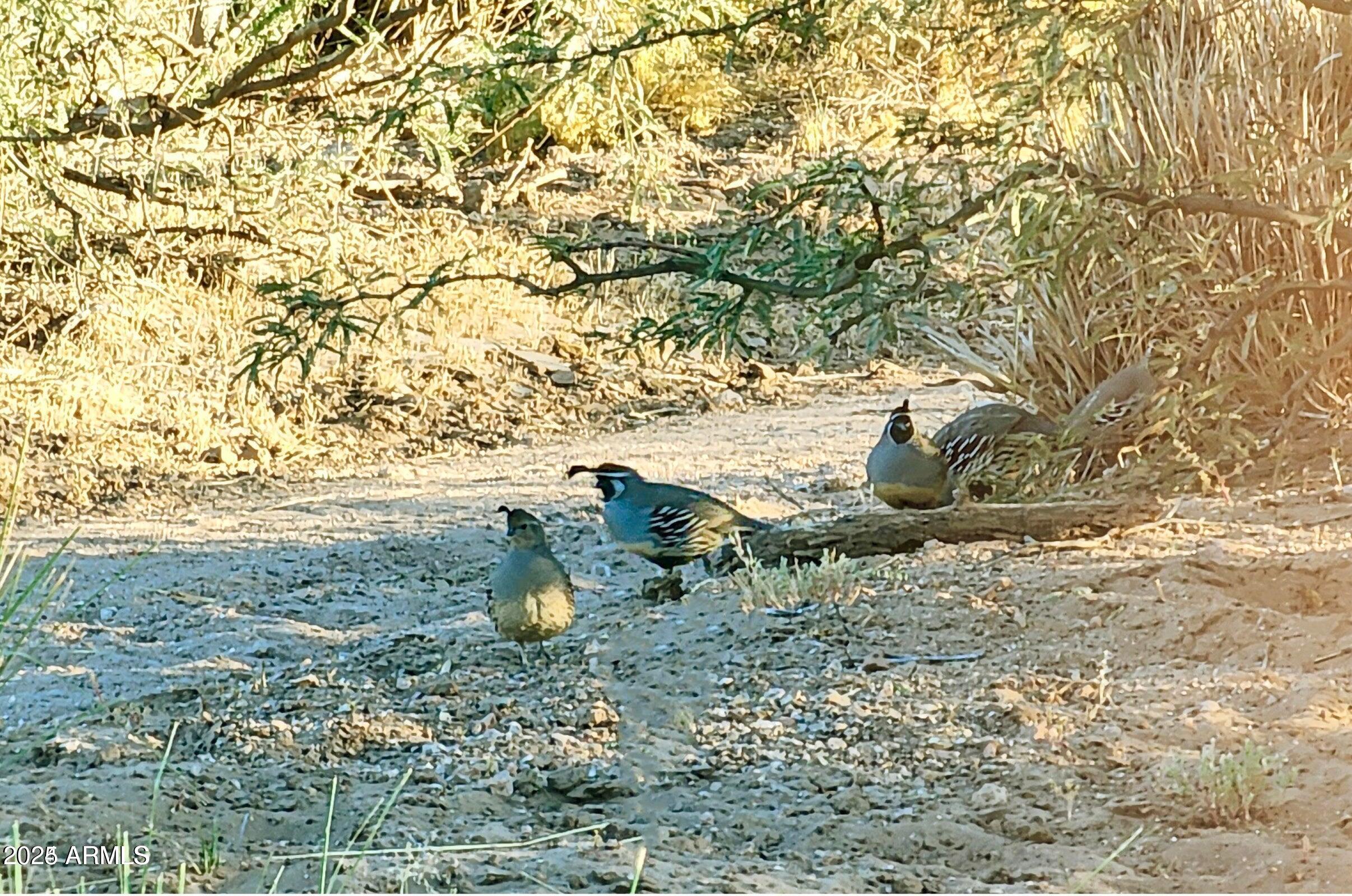 Tbd North Morning Star Trail Douglas, AZ 85607 - Photo 18 of 36 a view of a yard