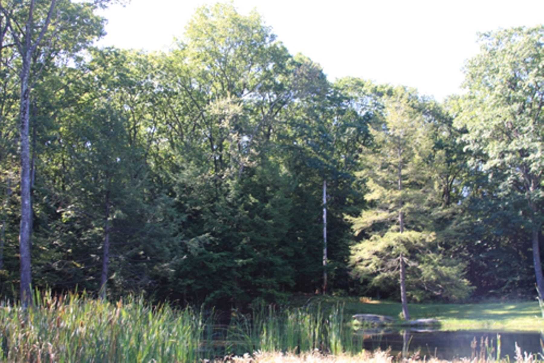 10 Overbrook Road Dover Plains, NY 12522 - Photo 2 of 10 a backyard of a house with lots of green space