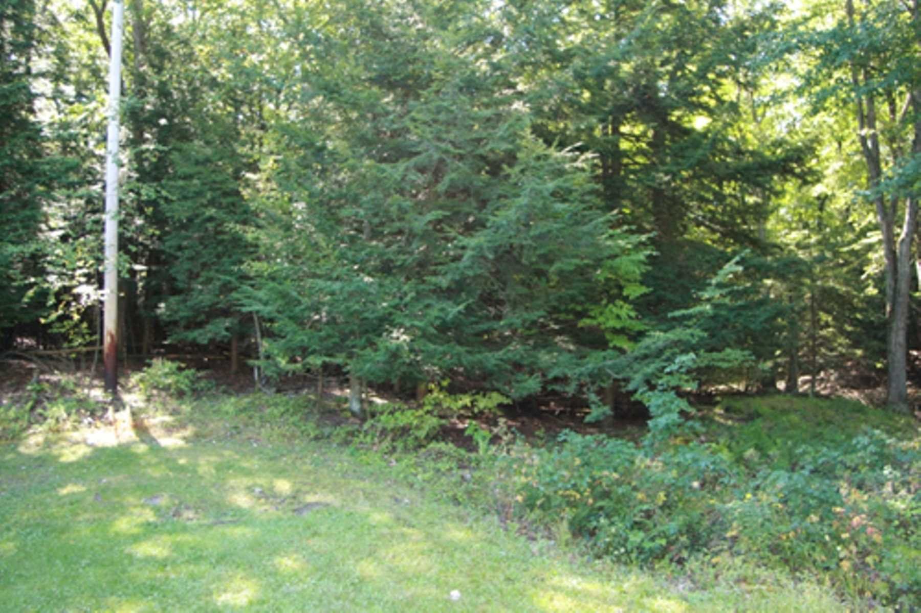 10 Overbrook Road Dover Plains, NY 12522 - Photo 5 of 10 a view of a lush green forest