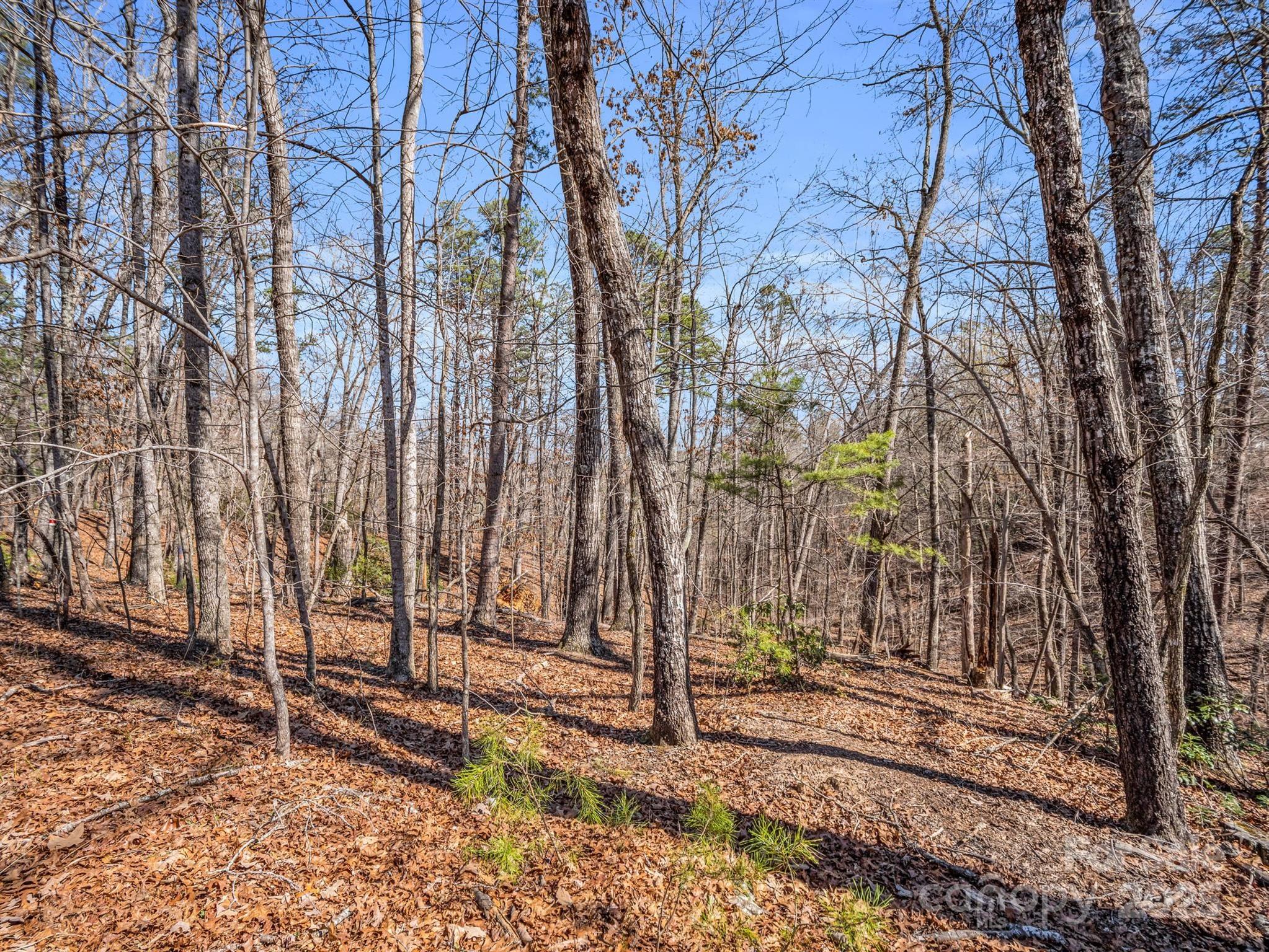 0 Forester Lane, Unit 24 Mill Spring, NC 28756 - Photo 8 of 19 a view of a backyard with large trees