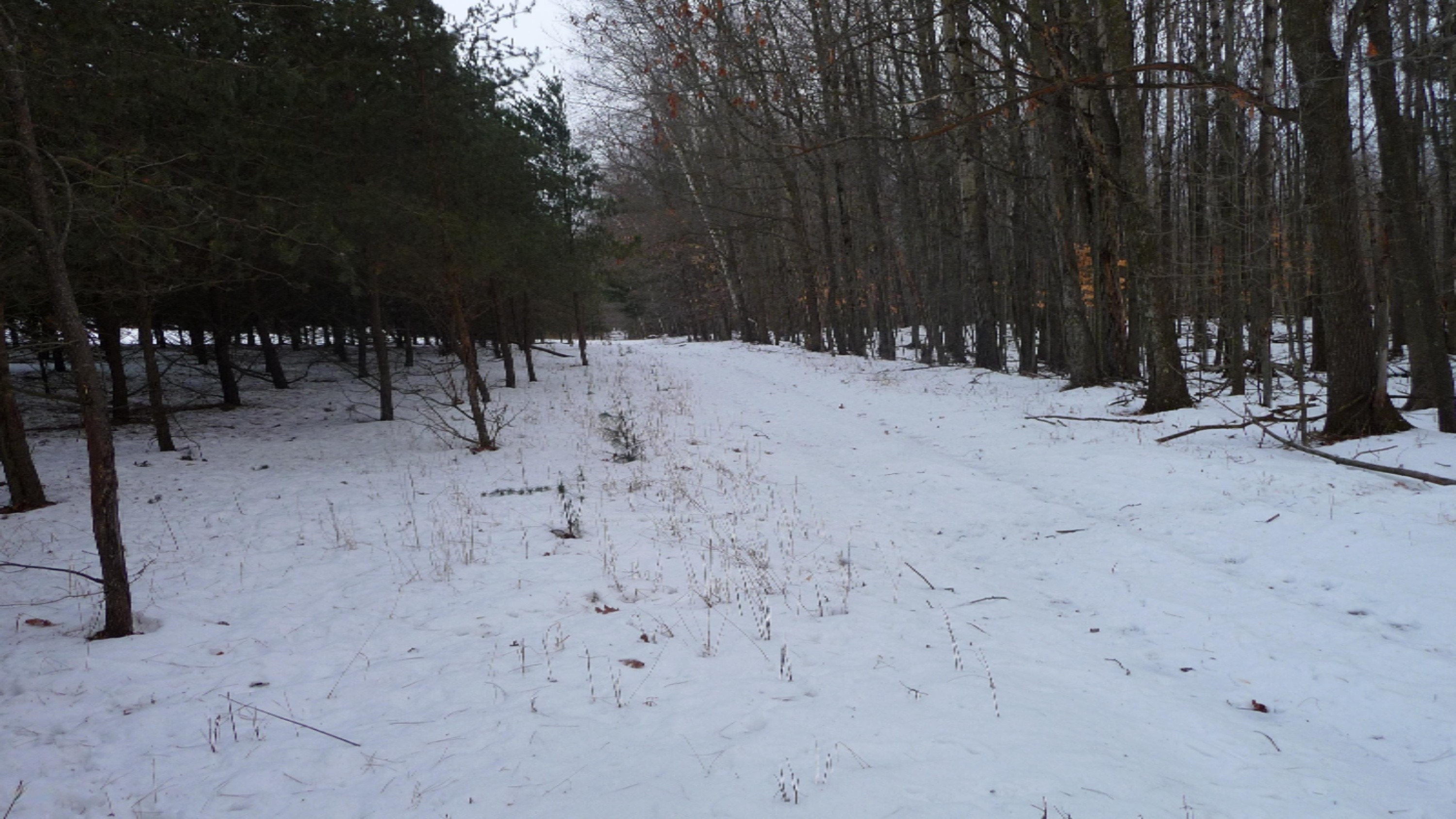 6474 Johnson Road Lakeview, MI 48850 - Photo 54 of 68 P1020413