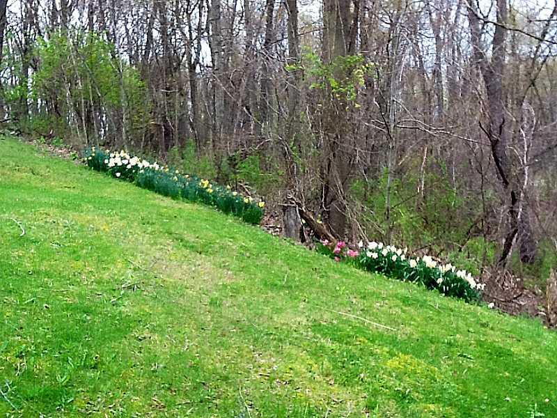 419 Coleman Road McDonald, PA 15057 - Photo 24 of 25 Yard/Garden.