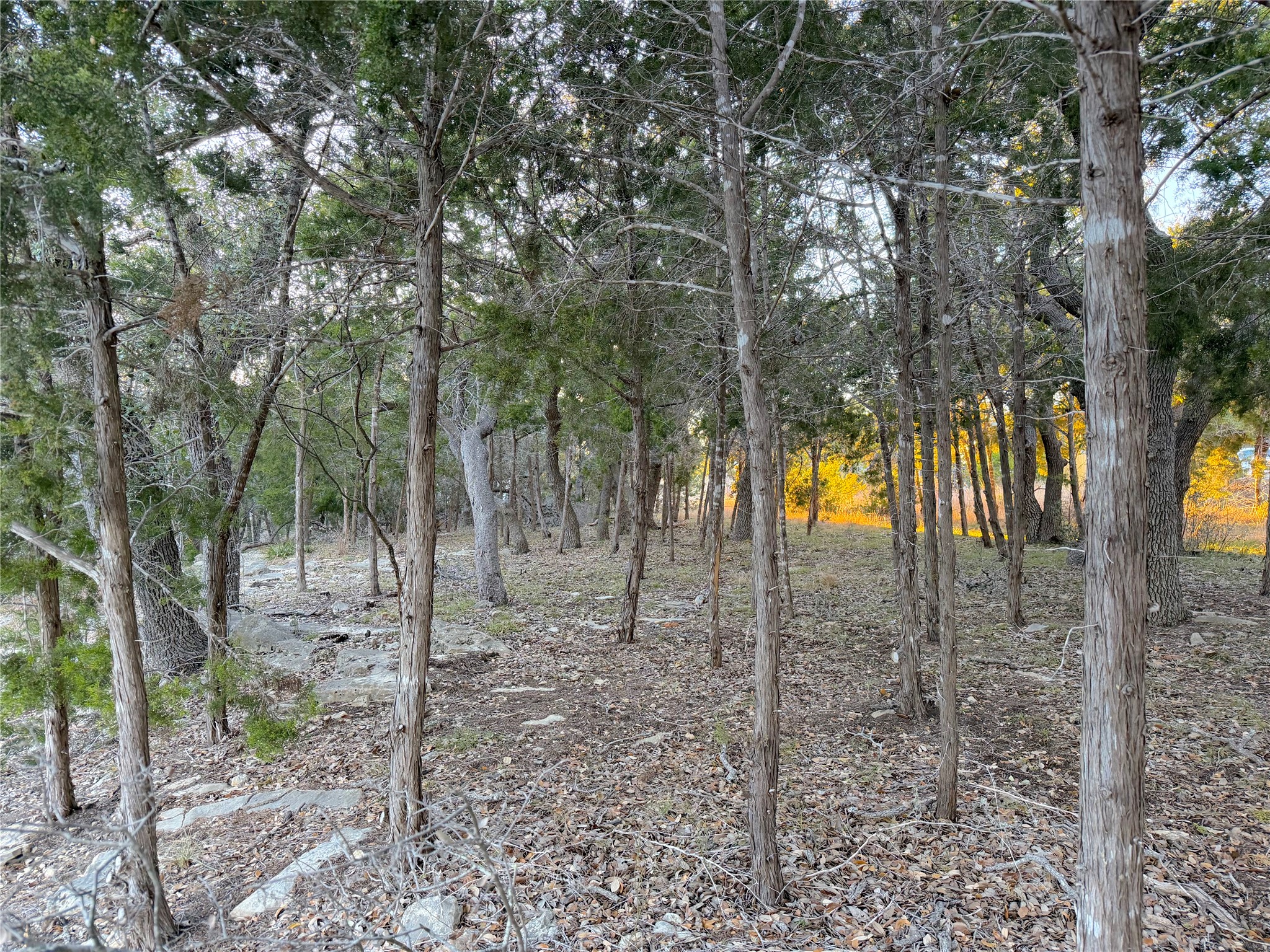 View of local wilderness