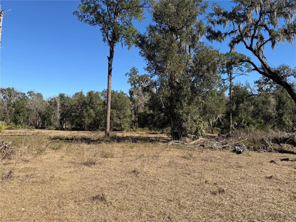 18630 Bradshaw Road Dade City, FL 33523 - Photo 28 of 43 a view of a yard with a tree