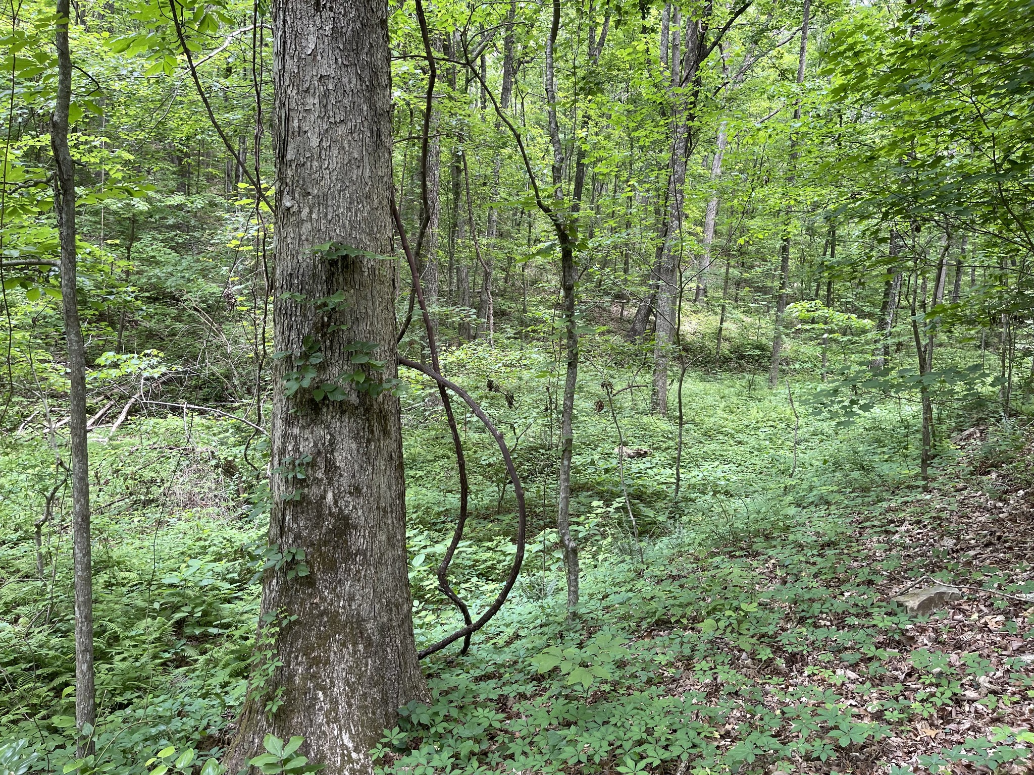328 James Turner Road Tracy City, TN 37387 - Photo 15 of 16