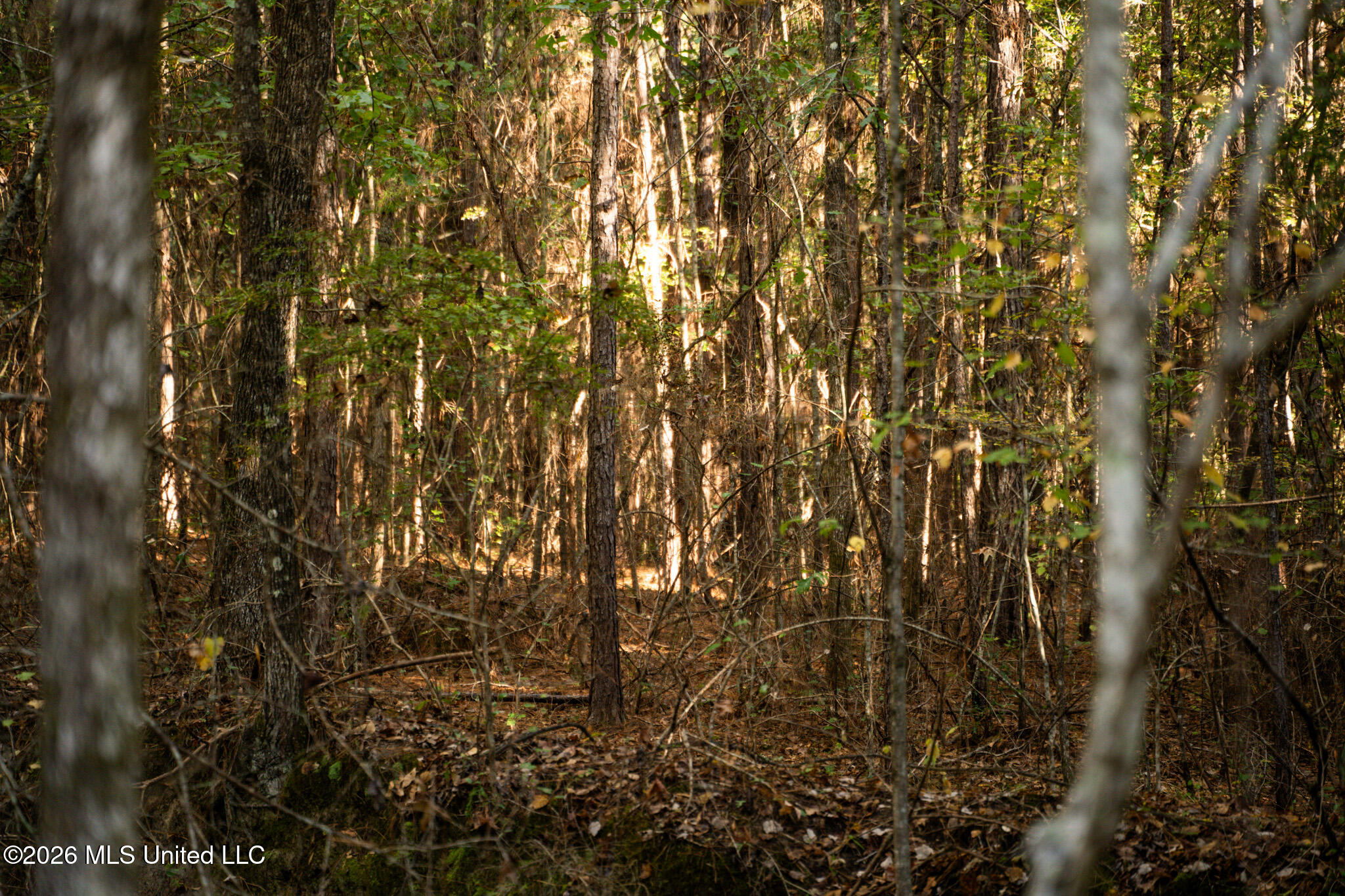 Sandflat Road Meridian, MS 39301 - Photo 5 of 11 DSC07417
