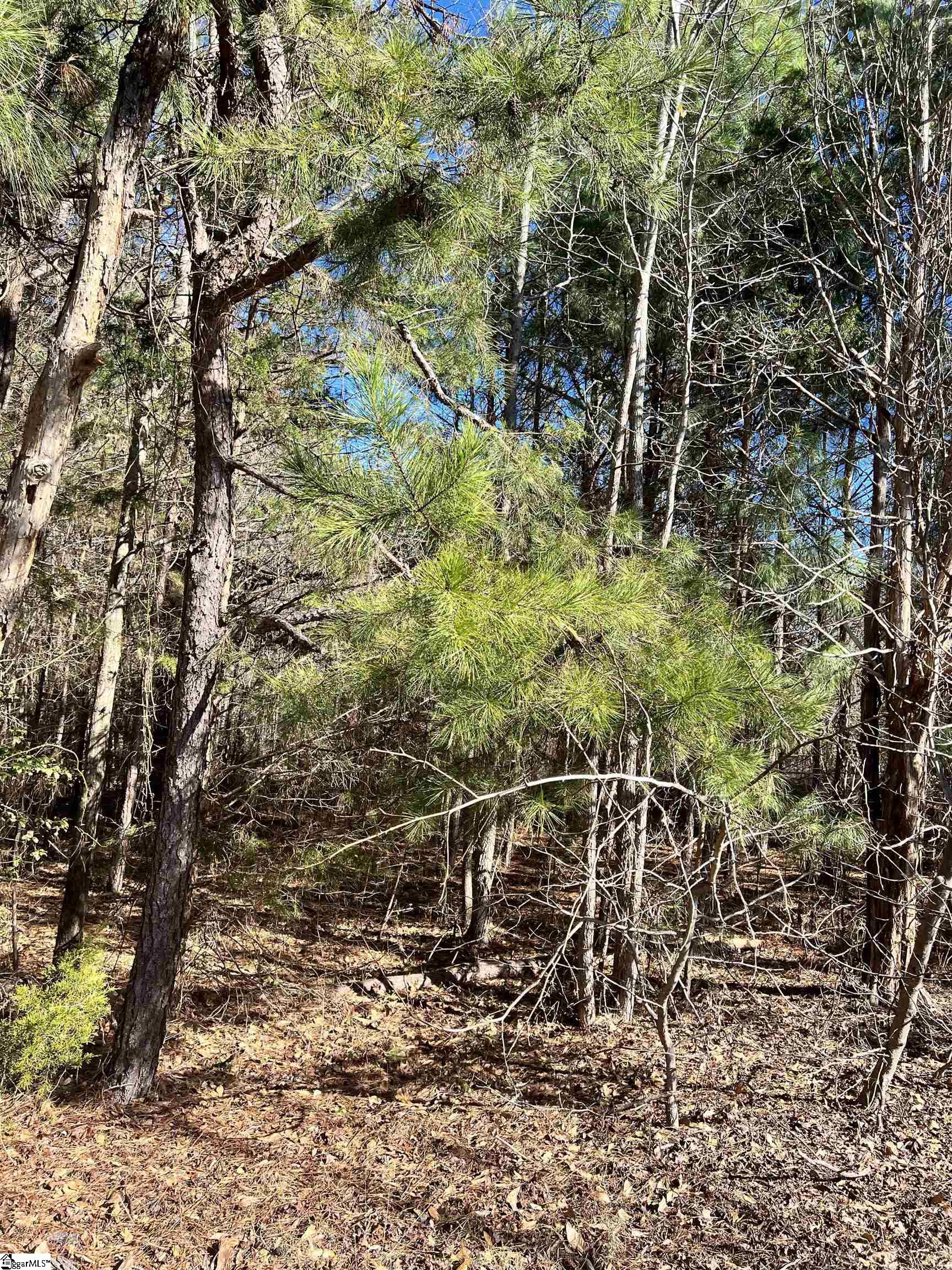 Robinson Road Belton, SC 29627 - Photo 3 of 6