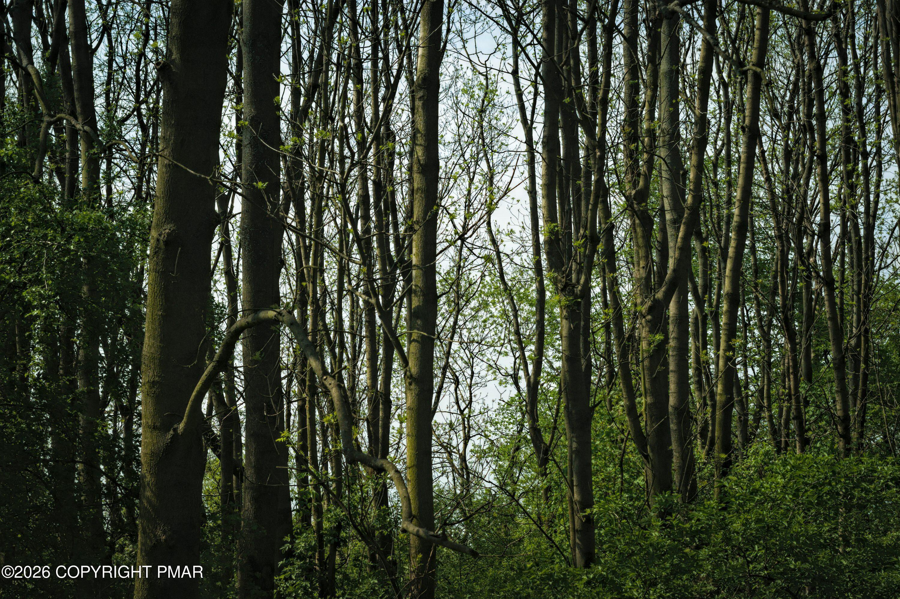 0 Whipporwill Drive Bushkill, PA 18324 - Photo 3 of 4 a view of forest