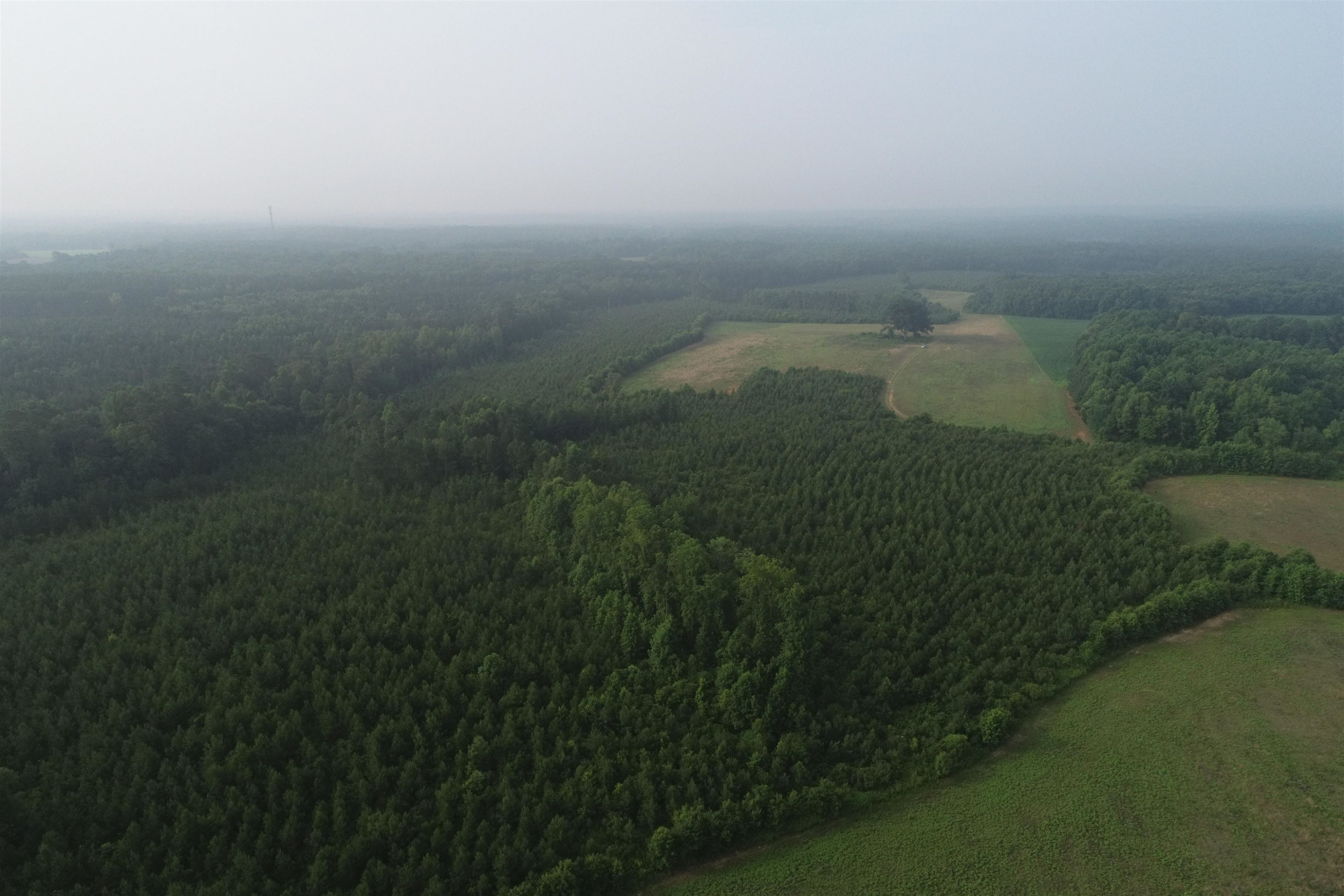 0 Wiley Road Spring Hope, NC 27882 - Photo 2 of 3 a view of a yard with an outdoor space