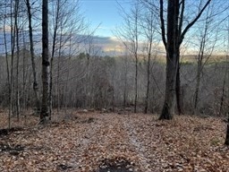 Lot 3 Brimfield Road Warren, MA 01083 - Photo 2 of 7 a view of backyard with tree