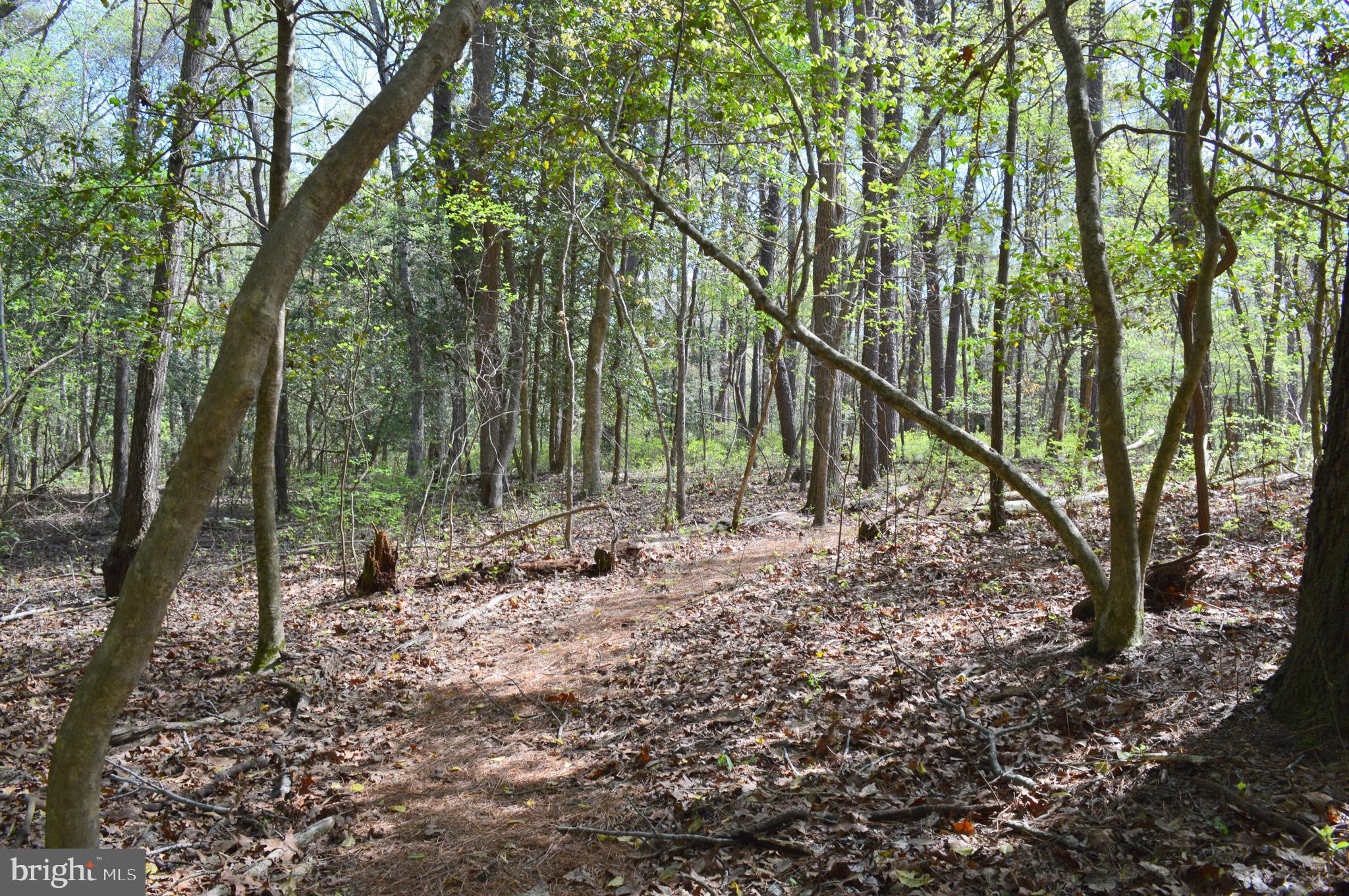26610 Quantico Creek Road Hebron, MD 21830 - Photo 52 of 56 NATURE TRAIL