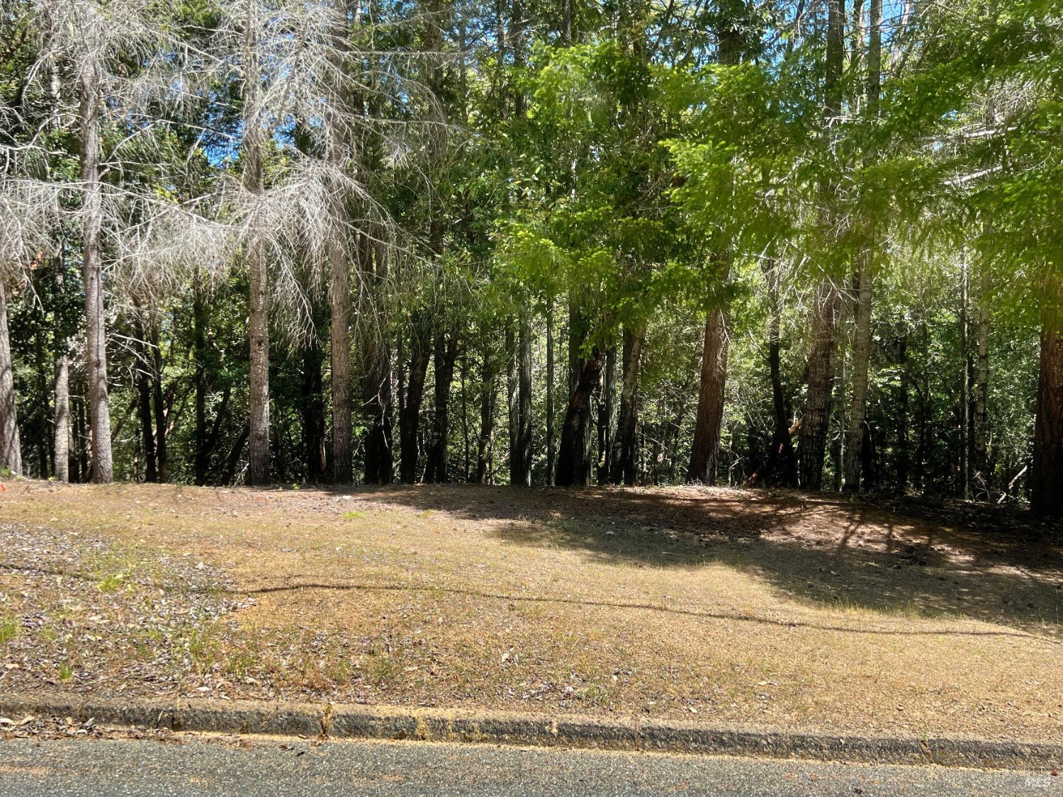 24121 Lilac Road Willits, CA 95490 - Photo 4 of 9 a view of a yard with trees in front of it