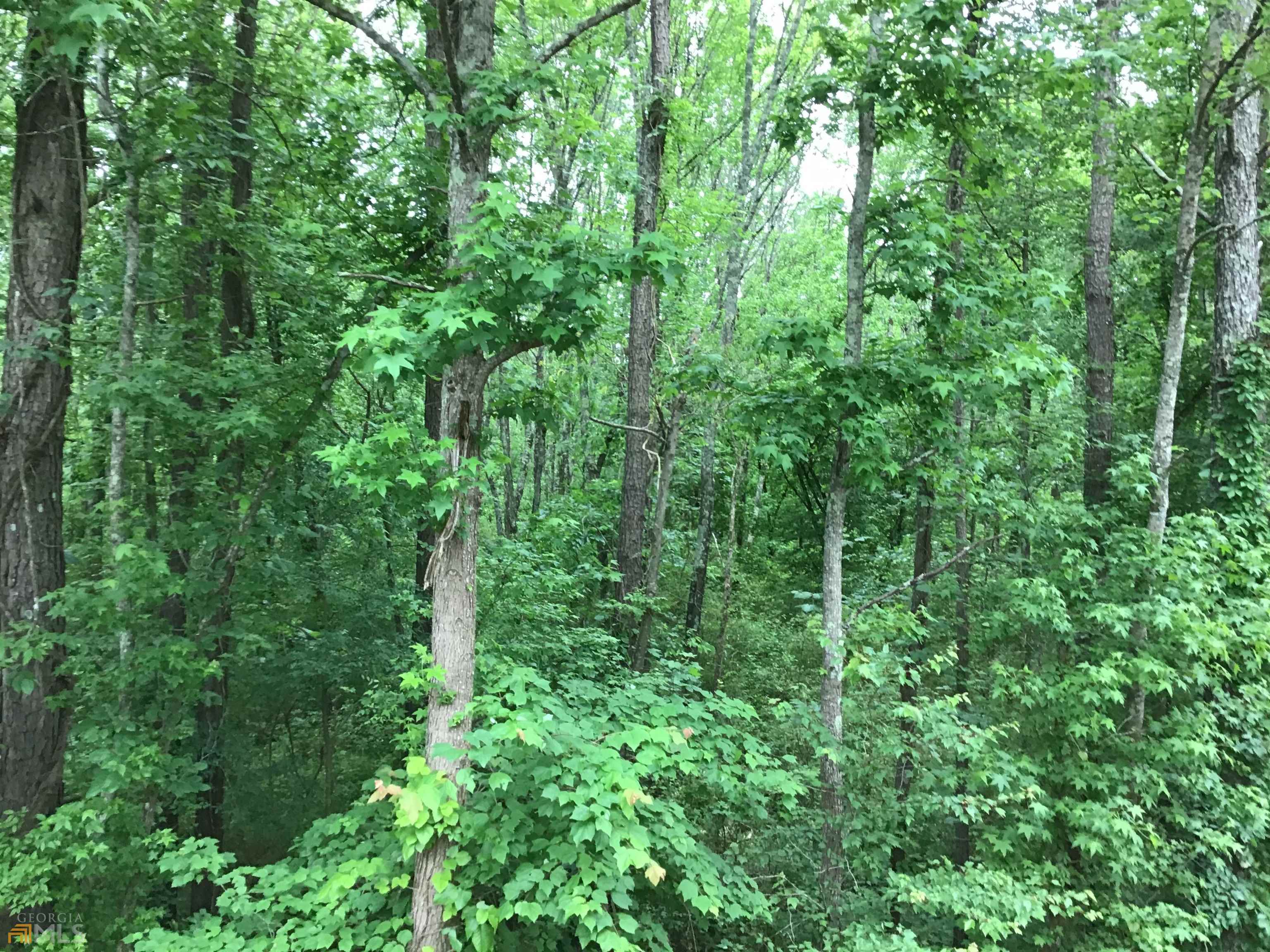 0 Lick Creek Road Northeast, Unit 9624C Ranger, GA 30734 - Photo 16 of 19 a view of a lush green forest