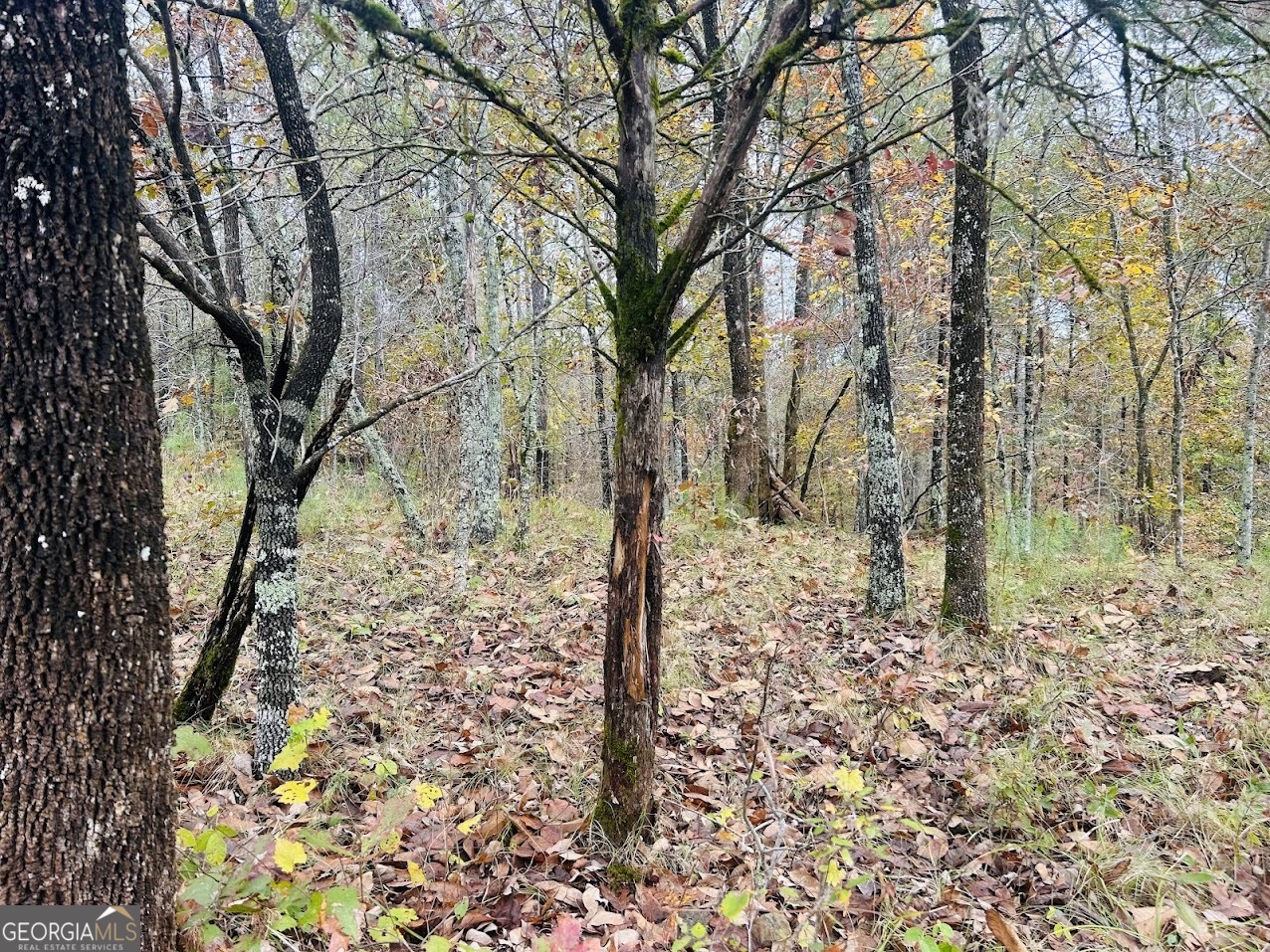 592 Andrew Caldwell Road, Unit TRACT 2A Lexington, GA 30648 - Photo 40 of 79 a large tree in the middle of the forest