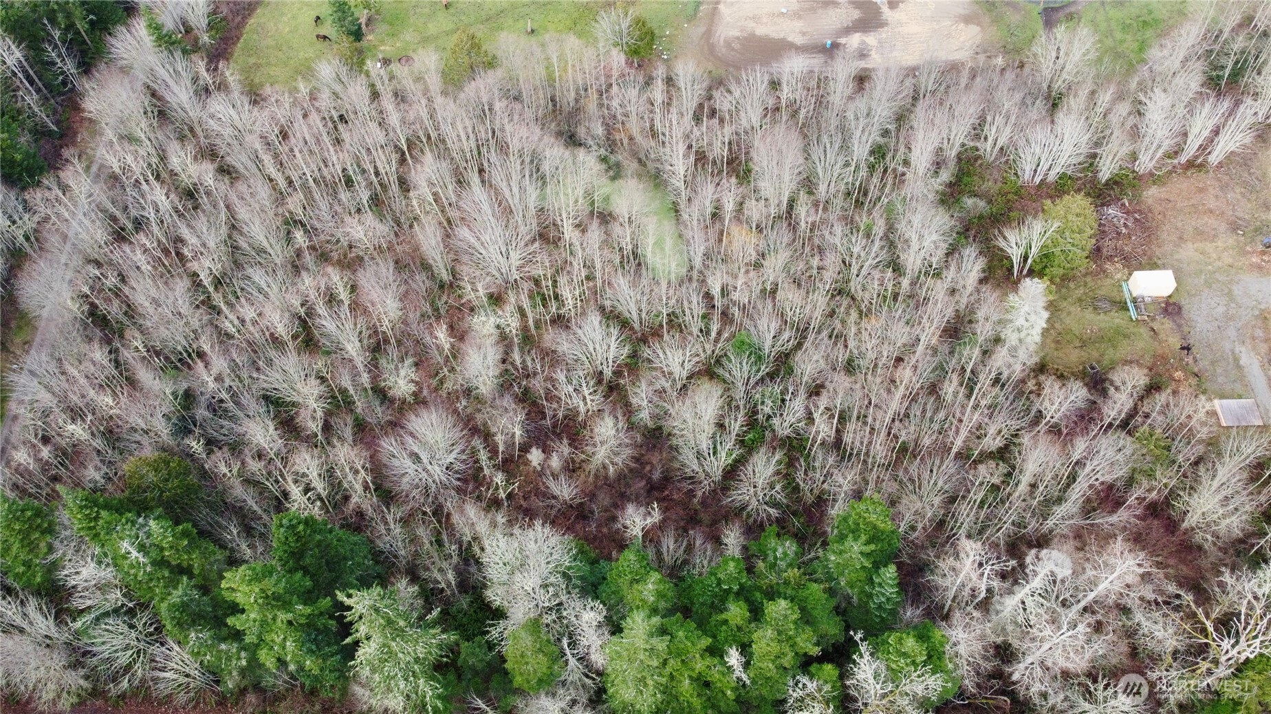 43 Shadowbrooke Lane Port Hadlock, WA 98339 - Photo 12 of 16 a view of a lush green forest