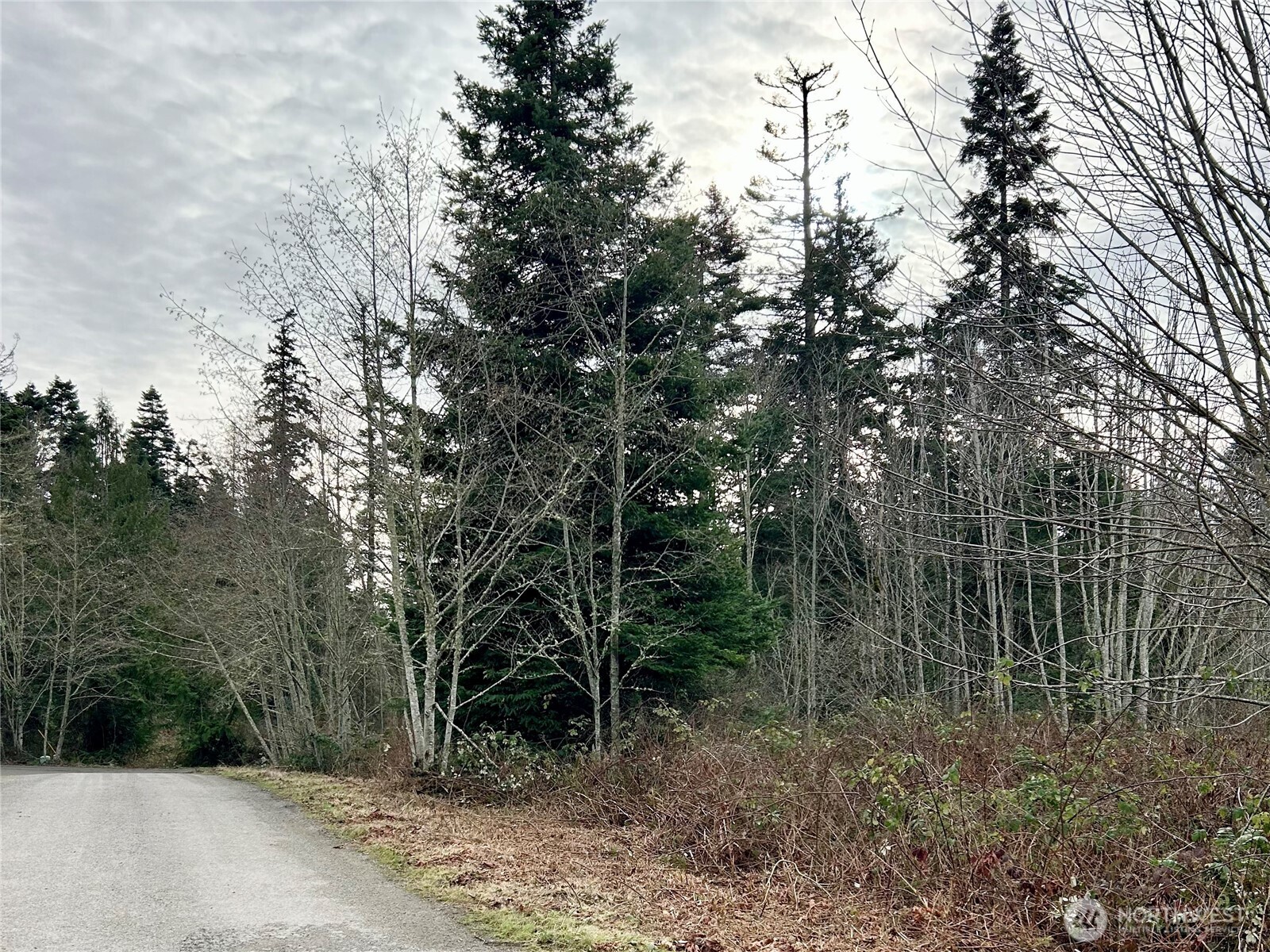 43 Shadowbrooke Lane Port Hadlock, WA 98339 - Photo 5 of 16 a view of a forest filled with trees