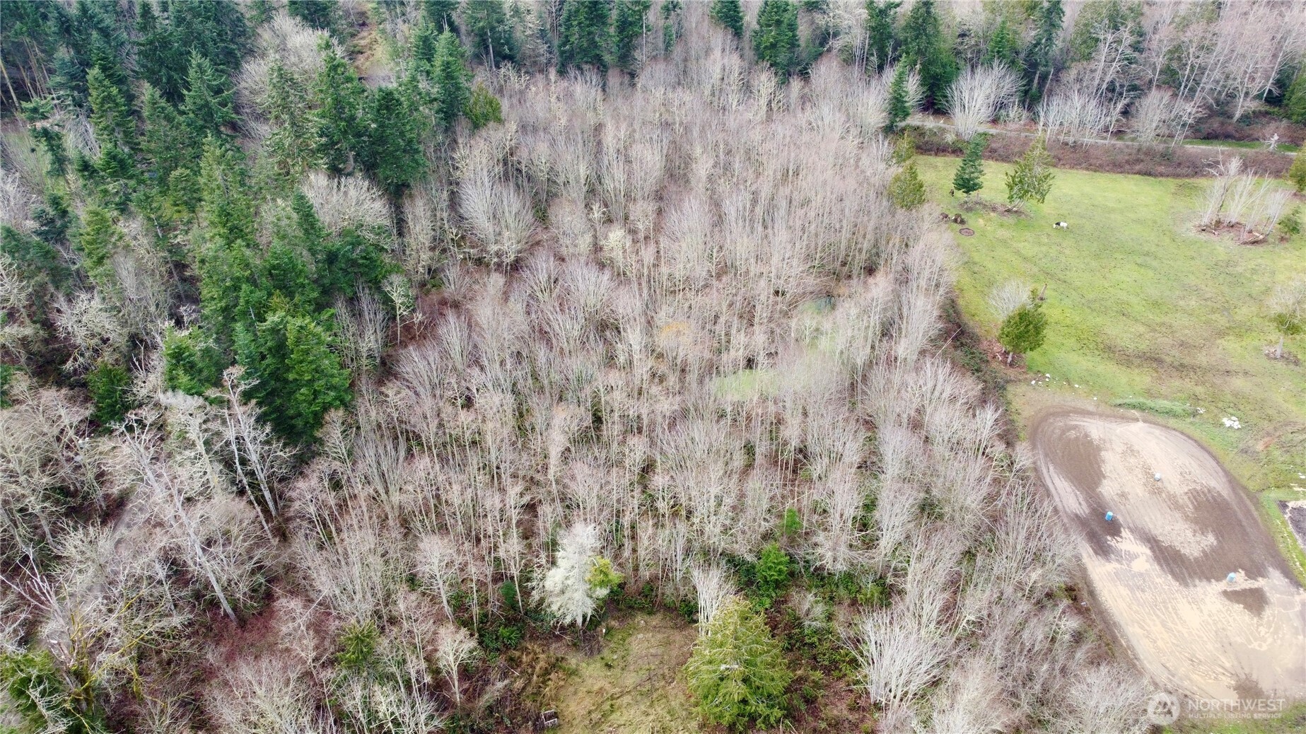 43 Shadowbrooke Lane Port Hadlock, WA 98339 - Photo 10 of 16 a view of a yard with plants and large trees
