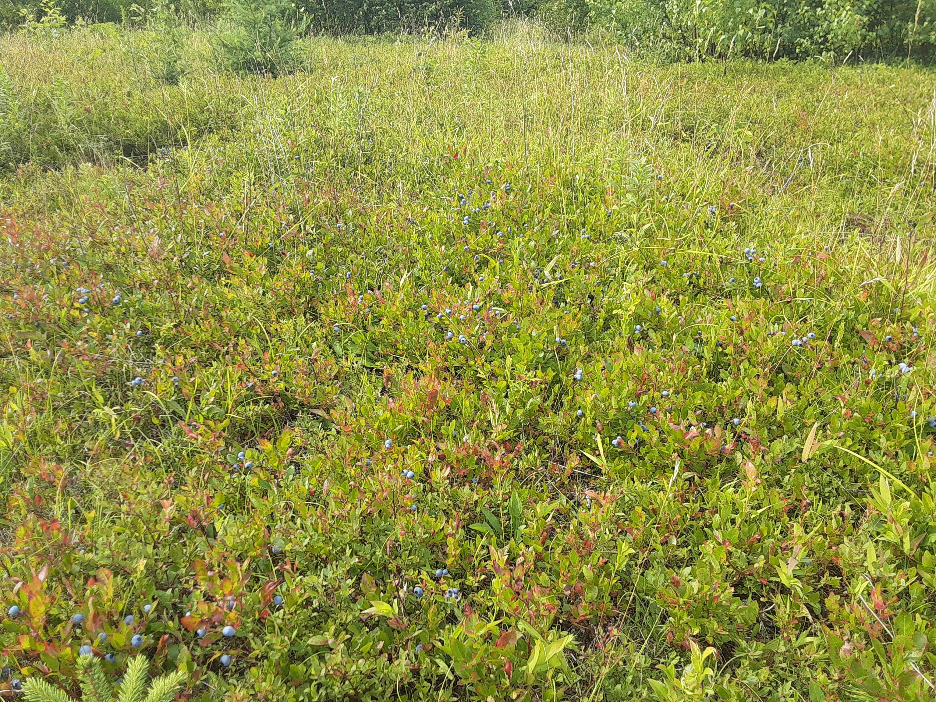 89 East Ridge Road Cooper, ME 04657 - Photo 19 of 22 20210729_152829