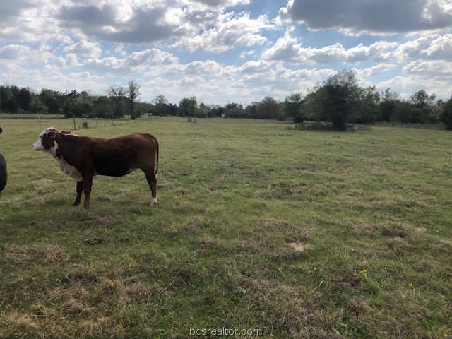 0 Hughes Cut Off Road, Unit COUNTYROAD Hearne, TX 77859 - Photo 17 of 24