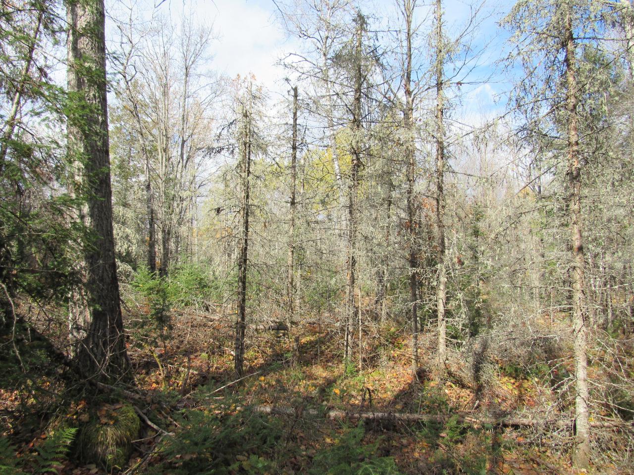 On Sheltrow Road, Unit LOT 5 Crystal Falls, MI 49920 - Photo 9 of 11 Gallery Image 9