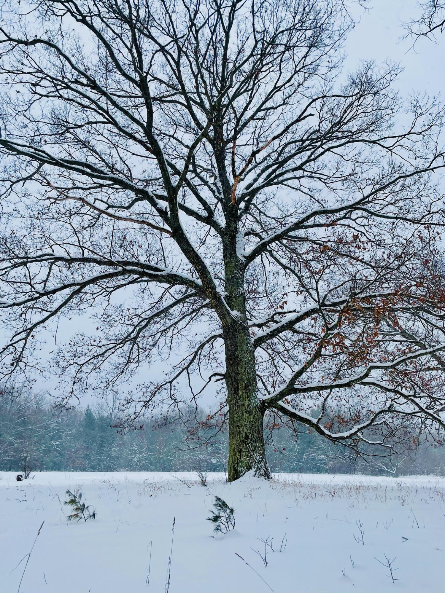 10652 North River Road, Unit A Irons, MI 49644 - Photo 11 of 31 IMG_2937.heic