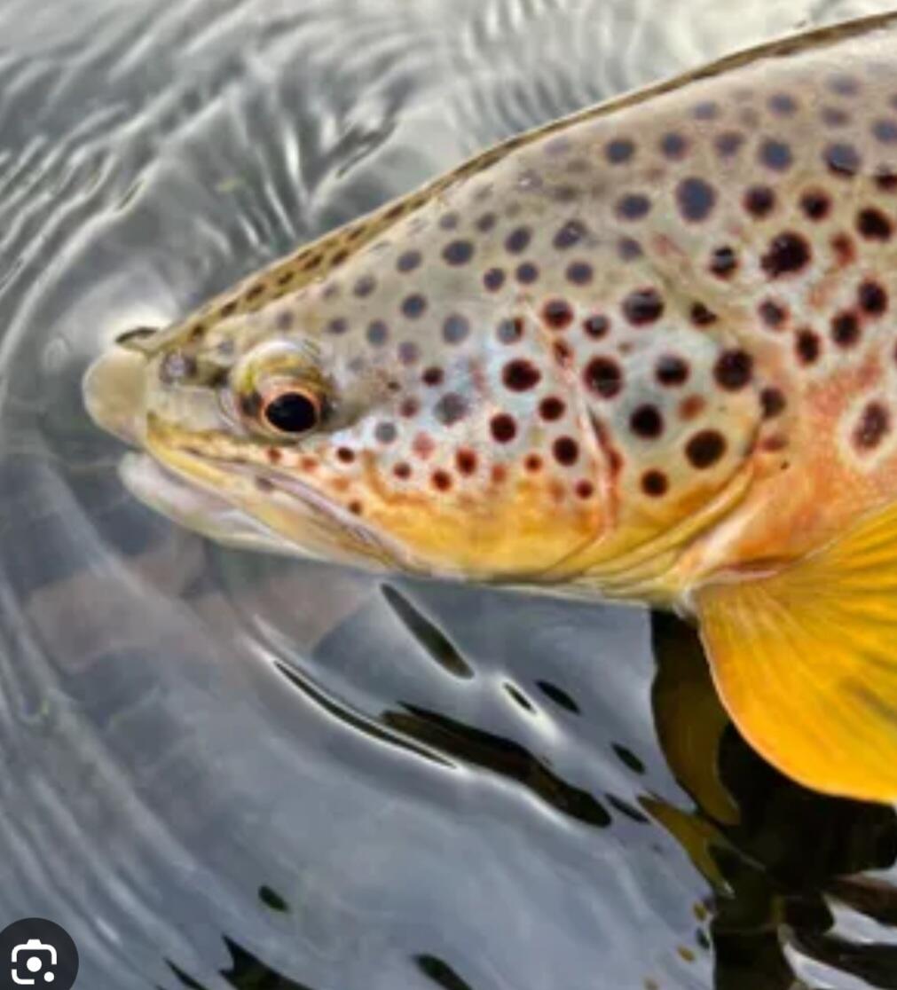 10652 North River Road, Unit A Irons, MI 49644 - Photo 26 of 31 1000031653