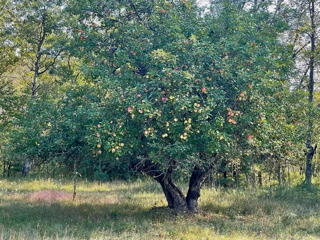 $219,000 | 10652 North River Road, Unit A, Irons, MI 49644