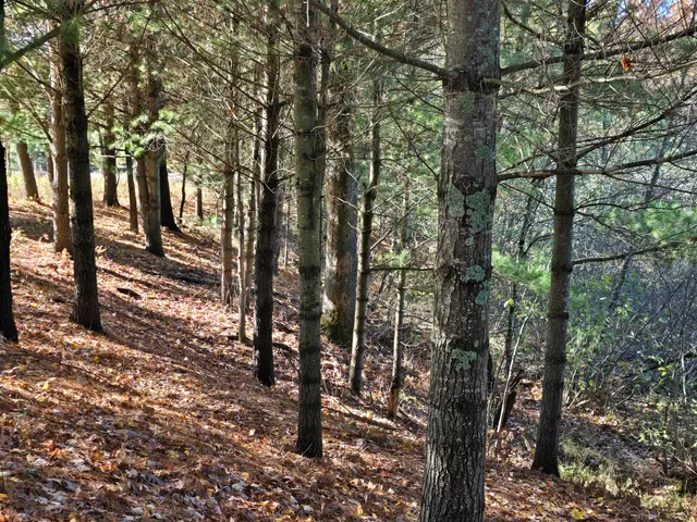 $219,000 | 10652 North River Road, Unit A, Irons, MI 49644