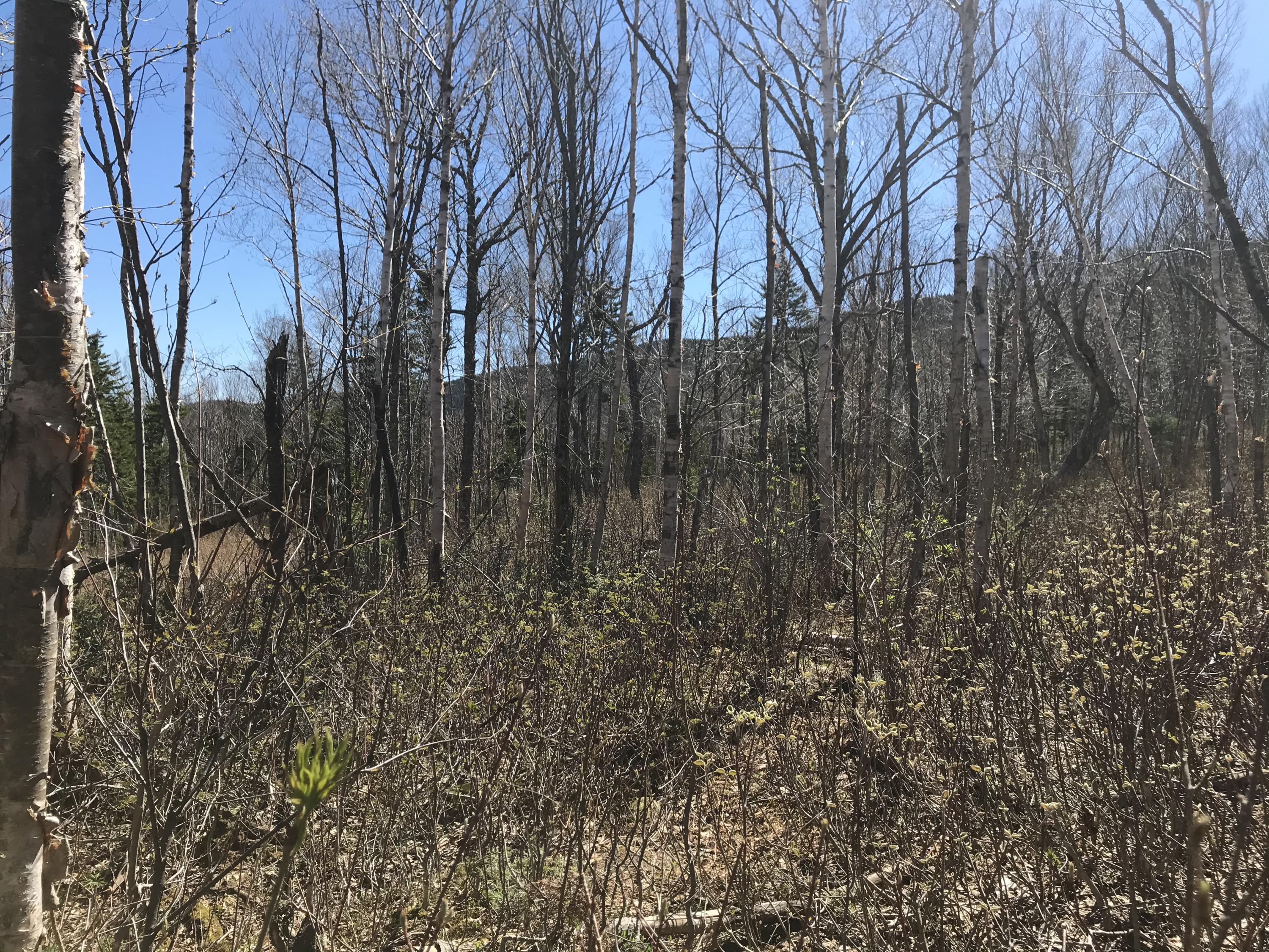 Lot 8 East Lot Road West Forks, ME 04985 - Photo 1 of 12 3E7E5AEF-1A8B-4126-B6DF-FE14E925C579