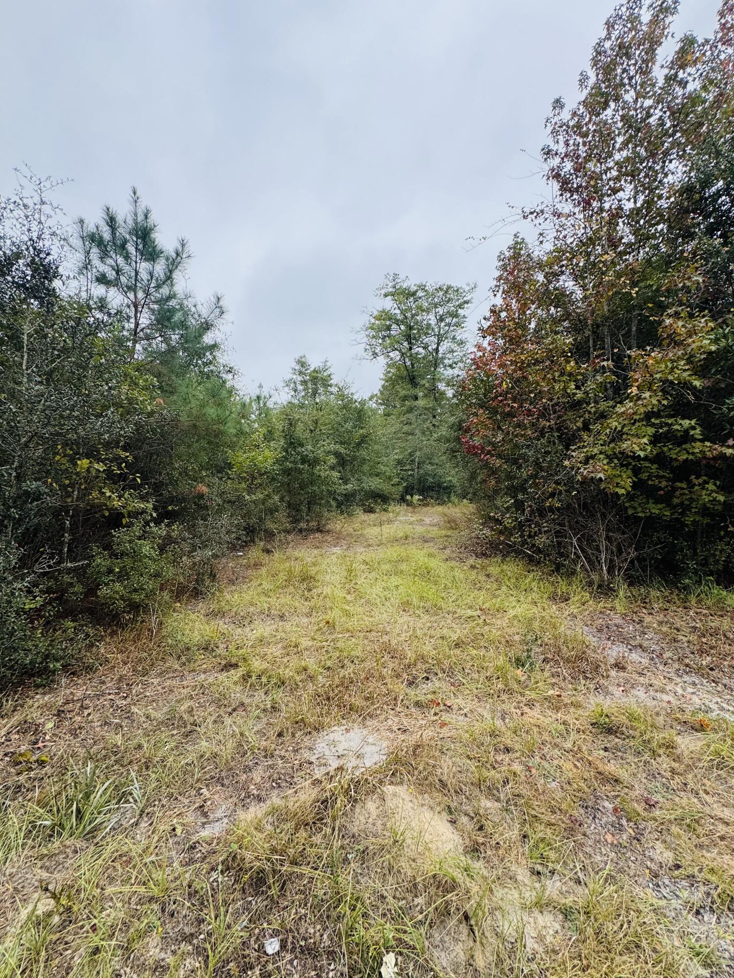 0 Fisk Road Dorchester, SC 29437 - Photo 4 of 8 IMG_6625