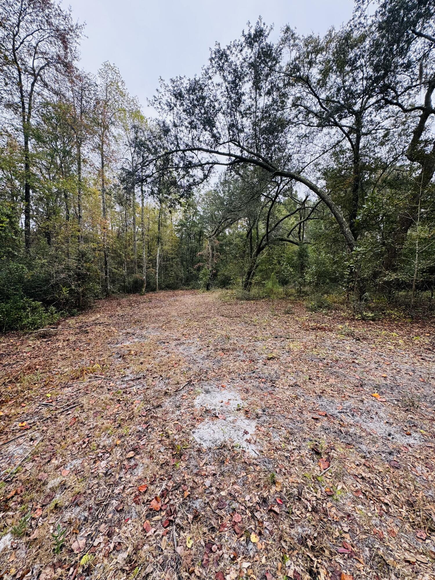 0 Fisk Road Dorchester, SC 29437 - Photo 5 of 8 IMG_6623