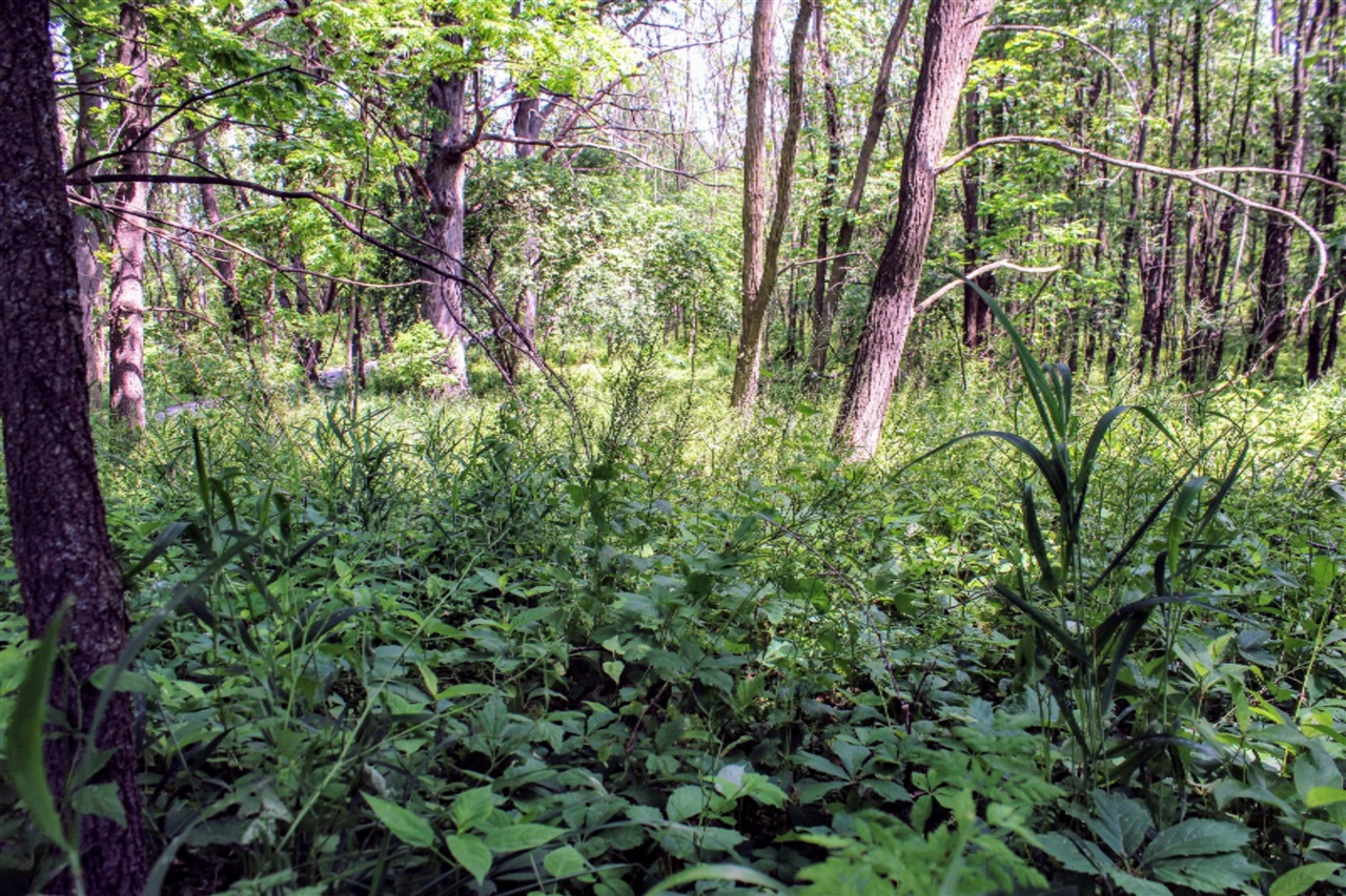 18218 27 Mile Road Springport, MI 49284 - Photo 42 of 64