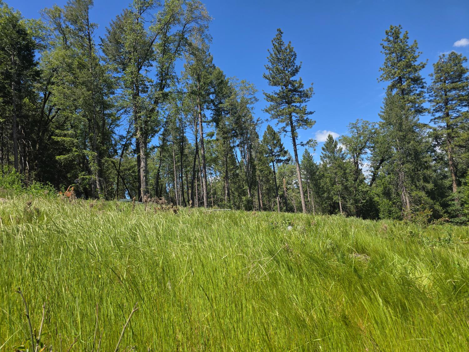 14599 Tumbling Creek Road Grass Valley, CA 95945 - Photo 5 of 9 a view of an outdoor space and a yard