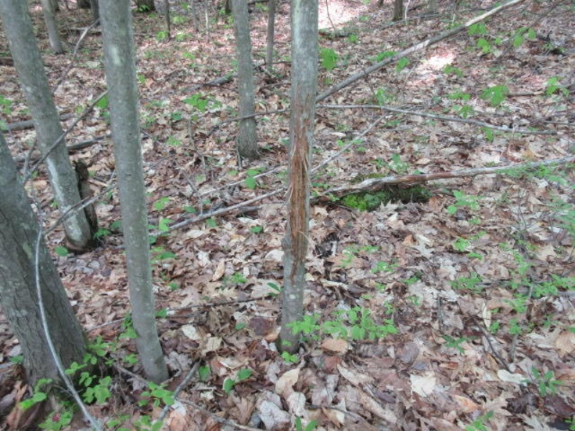West Cupp Road Elsie, MI 48831 - Photo 12 of 22 IMG_3436