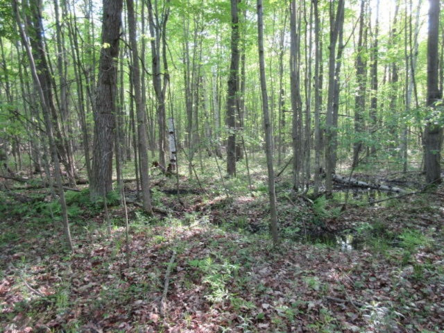 West Cupp Road Elsie, MI 48831 - Photo 8 of 22 IMG_3424