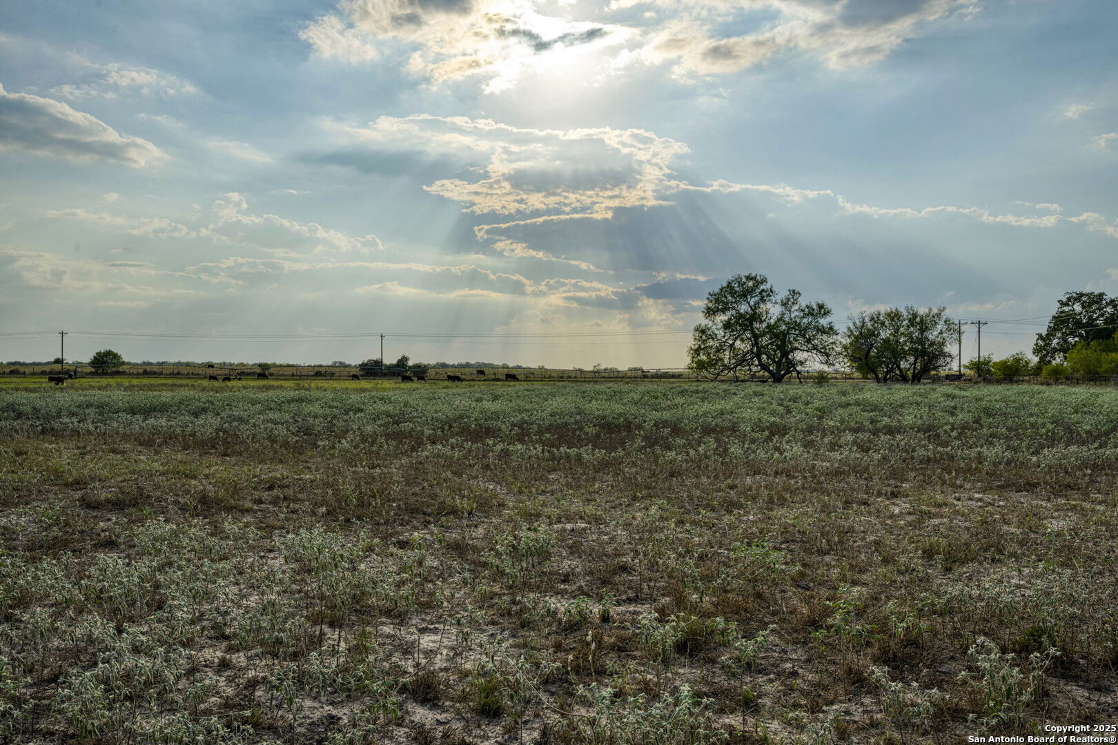 2605 Schuttig Road Pleasanton, TX 78064 - Photo 21 of 35 a view of a field with an trees